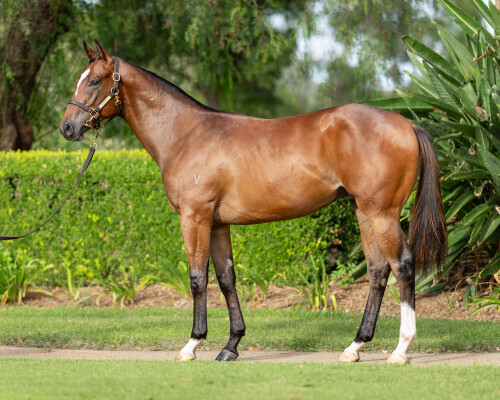 Lot 393: Star Turn / Proposal