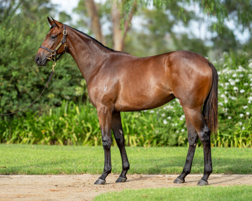 Lot 420: The Autumn Sun / Rosey de Geneve (FR)