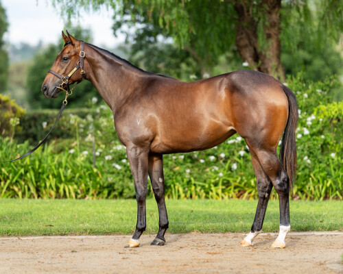 Lot 460: Ole Kirk / Sheezdashing