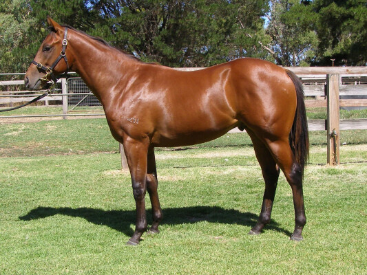 Lot 97: Strasbourg / Celestial Choice