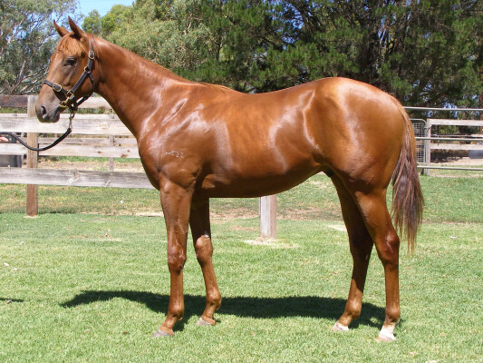 Lot 121: Zousain / Daily Spirit