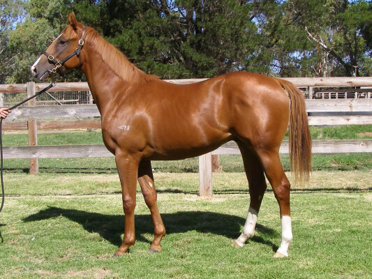 Lot 243: Nicconi / Kibibi