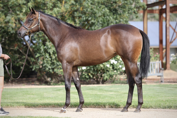 Lot 21: Russian Revolution / Alasaayel