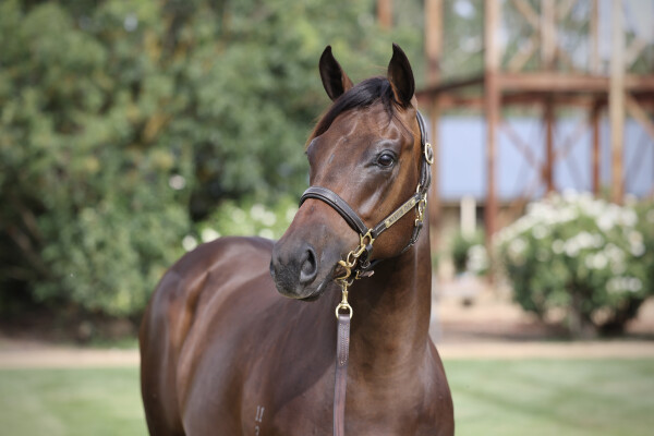 Lot 21: Russian Revolution / Alasaayel