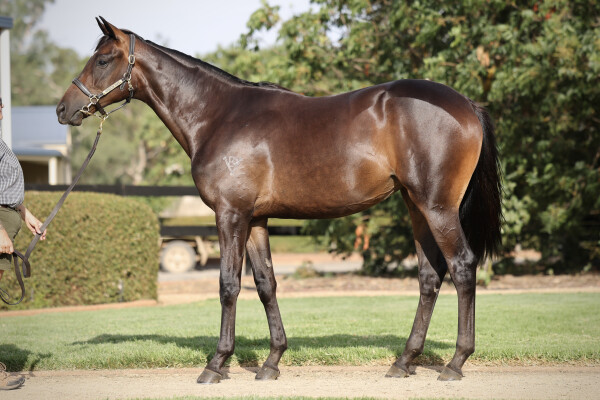 Lot 273: Royal Meeting (IRE) / Lincoln's Sunset (NZ)