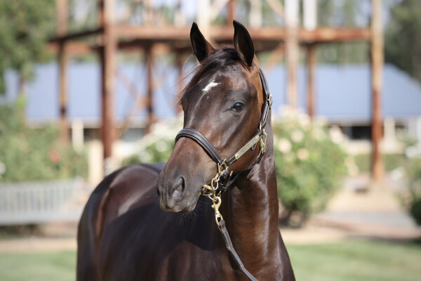 Lot 273: Royal Meeting (IRE) / Lincoln's Sunset (NZ)