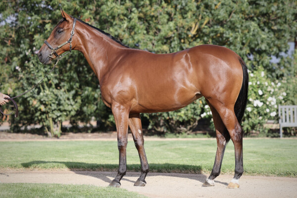 Lot 323: Tiger of Malay / Miss Elena