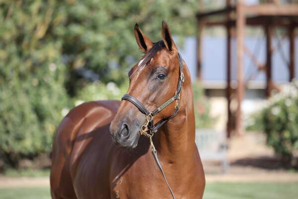 Lot 323: Tiger of Malay / Miss Elena