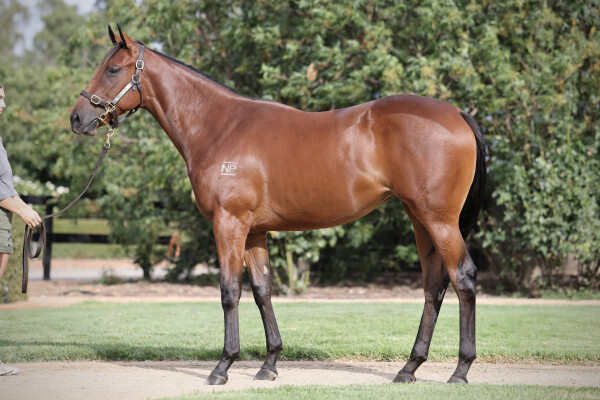 Lot 416: Palace Pier (GB) / Rock the Sea (NZ)