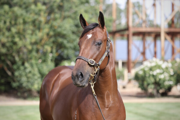 Lot 416: Palace Pier (GB) / Rock the Sea (NZ)