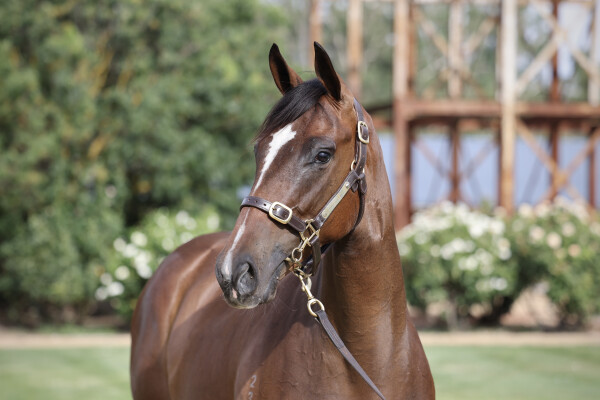 Lot 487: I Am Invincible / Special Lover (NZ)