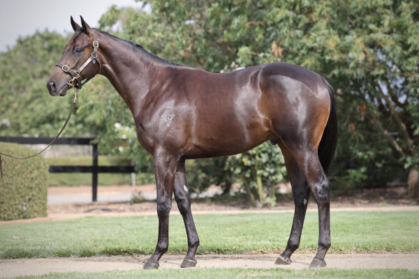Lot 655: Royal Meeting (IRE) / Hallowell Lane