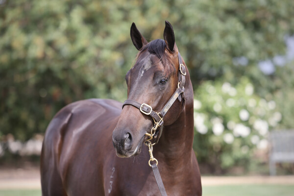 Lot 655: Royal Meeting (IRE) / Hallowell Lane