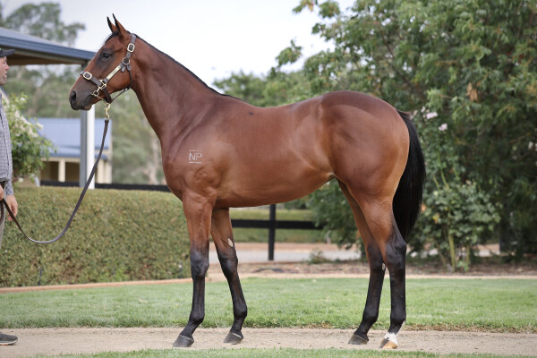 Lot 705: Shalaa (IRE) / Ocean Gate