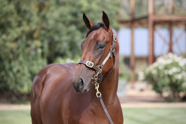 Lot 705: Shalaa (IRE) / Ocean Gate