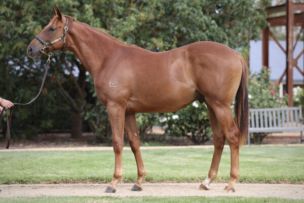 Lot 728: Anders / Red Sparrow