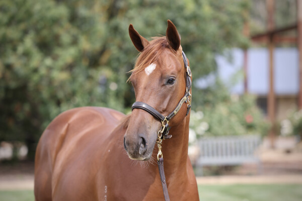 Lot 728: Anders / Red Sparrow