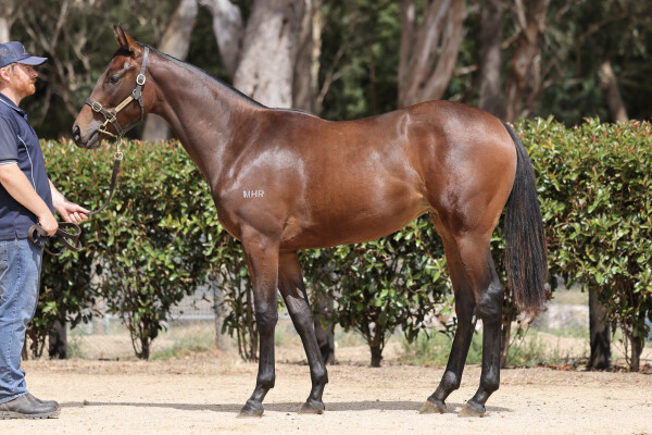 Lot 72: Pierata / Blackboots