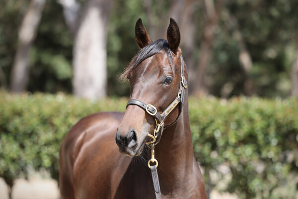 Lot 72: Pierata / Blackboots