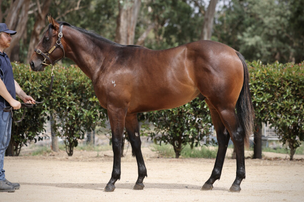 Lot 137: Kermadec (NZ) / Destiny Diamond