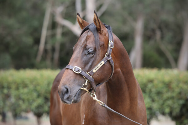 Lot 137: Kermadec (NZ) / Destiny Diamond
