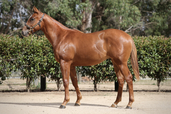 Lot 203: Hanseatic / Highfalutin Gal