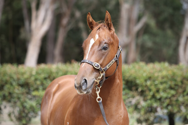 Lot 203: Hanseatic / Highfalutin Gal