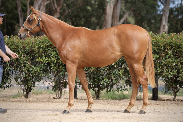 Lot 459: Hanseatic / She's Sirius