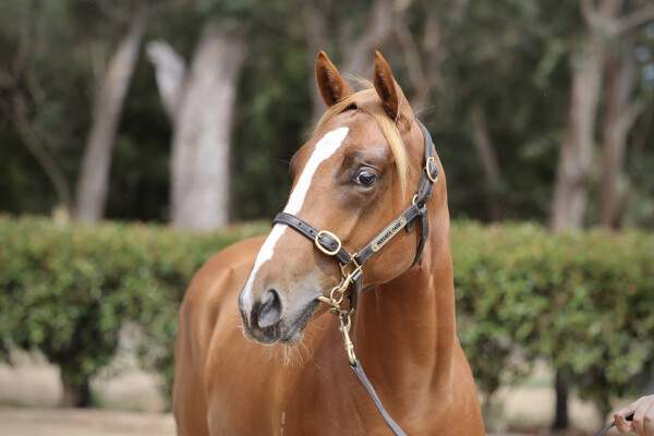 Lot 459: Hanseatic / She's Sirius