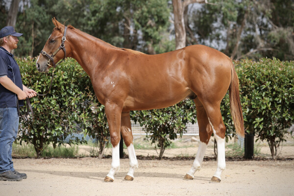 Lot 756: Headwater / Silk Belt (NZ)