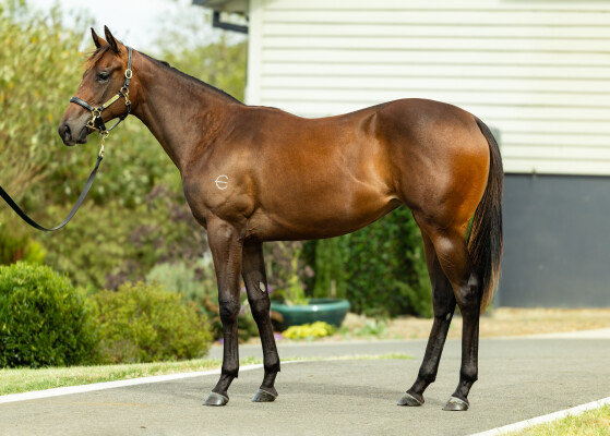 Lot 369: Ole Kirk / Our Fraulein