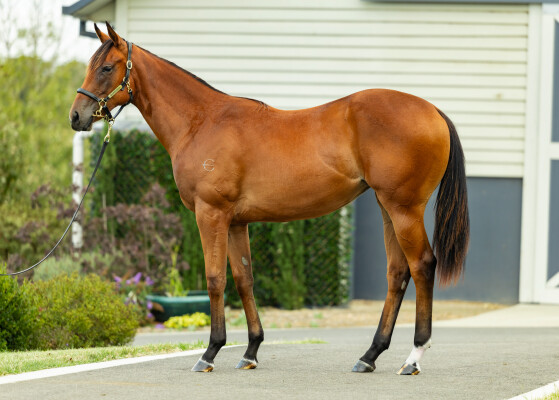 Lot 467: Shalaa (IRE) / Singled Out