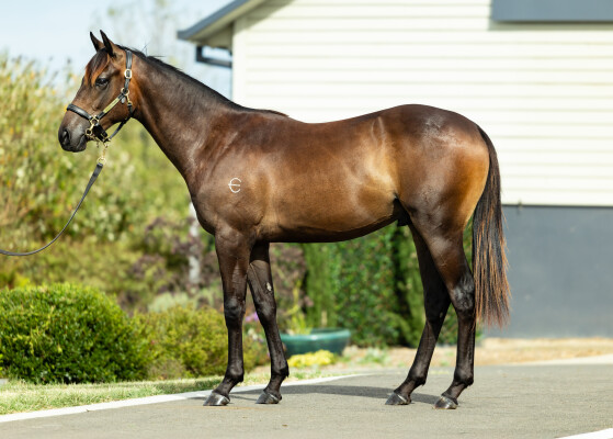 Lot 517: Harry Angel (IRE) / Tahlio
