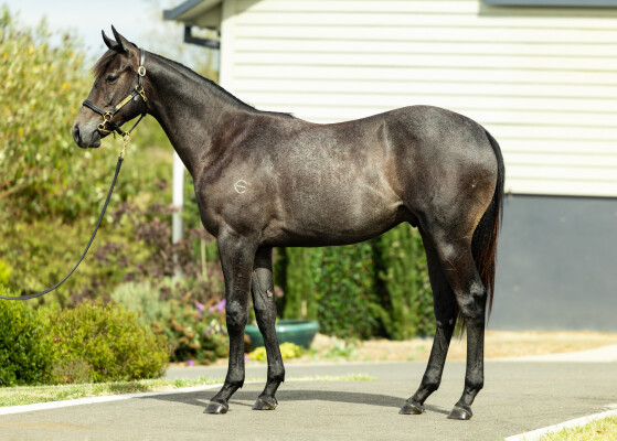 Lot 652: I Am Immortal / Gypsy Danger (NZ)