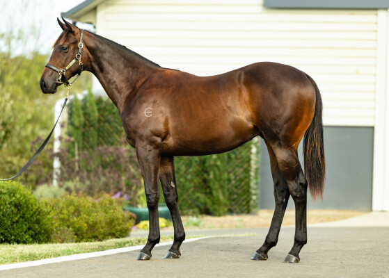 Lot 689: Doubtland / Metacarpal