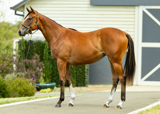 Lot 701: Russian Revolution / Never Fade (GB)