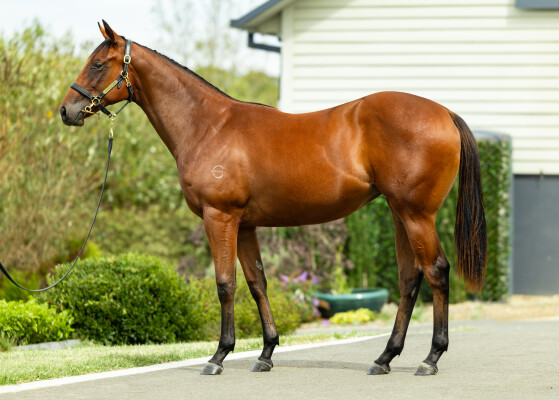 Lot 707: Profiteer / On a Limb