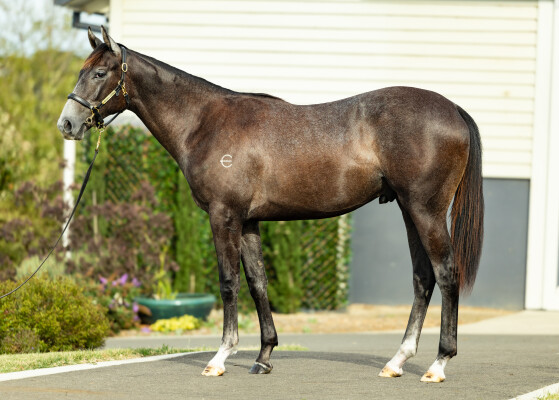 Lot 781: D'Argento / The Banana Stand (NZ)