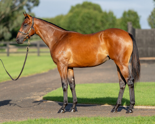 Lot 28: Farnan / Amelia's la Bout