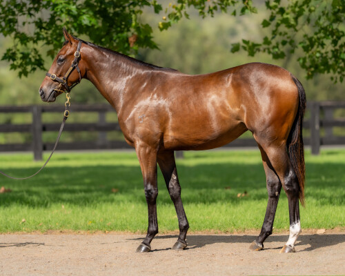 Lot 70: I Am Invincible / Bienville Street (USA)