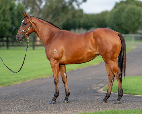 Lot 87: The Autumn Sun / Brulee