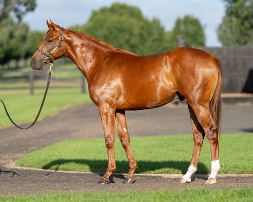 Lot 103: Capitalist / Charlety Star