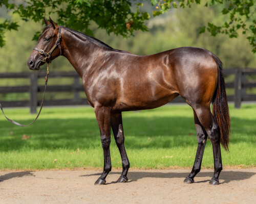 Lot 232: Stay Inside / Karak (USA)