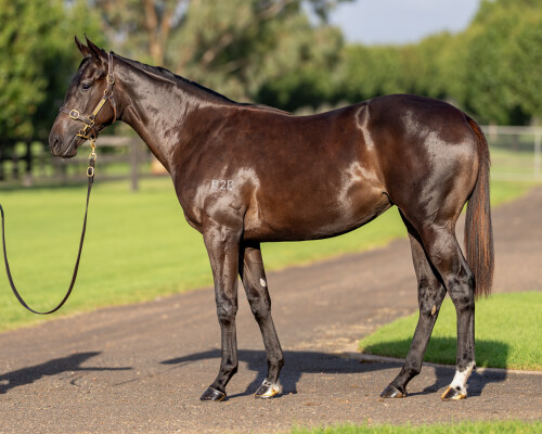 Lot 290: Shalaa (IRE) / Lyuba