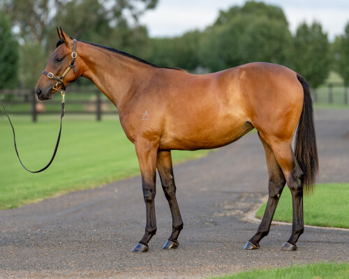 Lot 300: Tarzino (NZ) / Mahamaya (NZ)