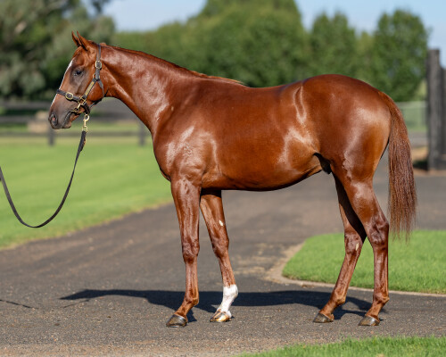 Lot 305: Palace Pier (GB) / Margaux (IRE)