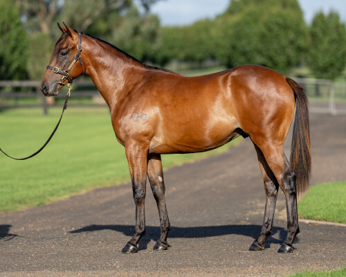 Lot 310: Snitzel / Maybe I
