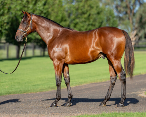 Lot 335: Wootton Bassett (GB) / Moosirra