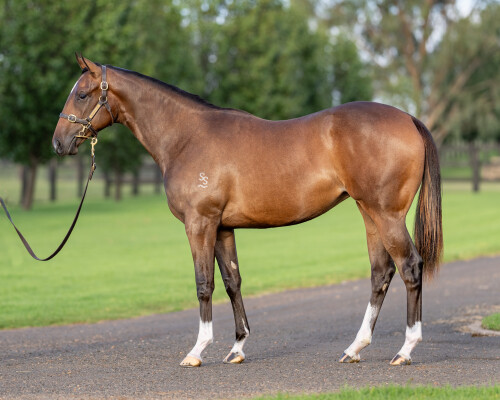 Lot 401: Bivouac / Radharcnafarraige (IRE)