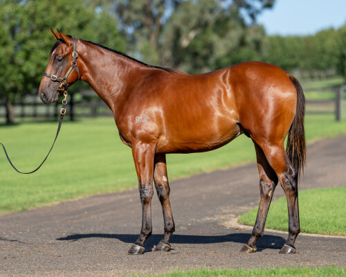 Lot 426: Farnan / Safeeya